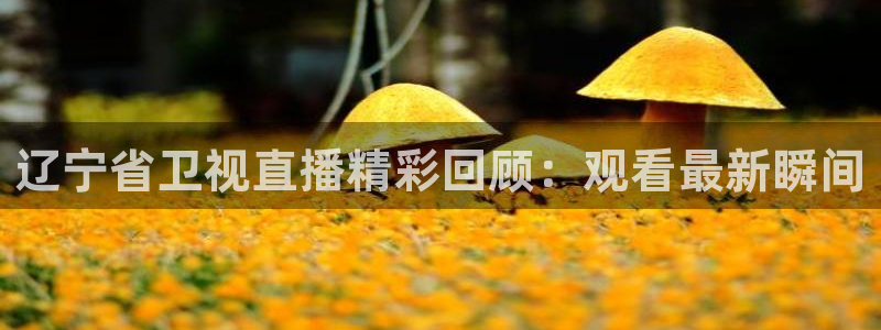 飞速直播篮球直播：辽宁省卫视直播精彩回顾：观看最新瞬间