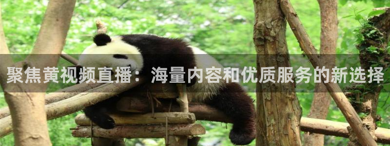极速体育飞速直播：聚焦黄视频直播：海量内容和优质服务的新选择